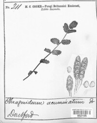 Phragmidium acuminatum image